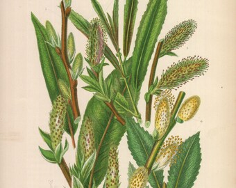 1899, sallow, osier, antique botanical chromolithography, Anne Pratt