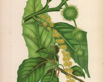 1899, beech, chesnut, antique botanical chromolithography, Anne Pratt