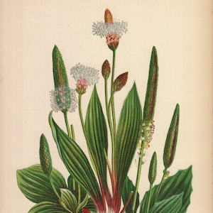 1899, Wegerich, Wegerich, antike botanische Chromolithographie, Anne Pratt