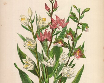 1899, helleborine,  antique botanical chromolithography, Anne Pratt