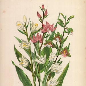 1899, Christrose , antike botanische Chromolithographie, Anne Pratt
