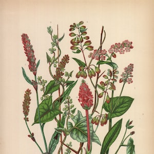 1899, Buchweizen, Persicaria, antike botanische Chromolithographie, Anne Pratt
