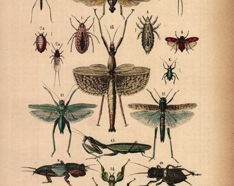 1875, Libelle, Käfer, Grille, Ohrwurm, Heuschrecke antike Lithographie, Rebau's Naturgeschichte