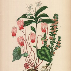 1899, Kreuzkraut, Sauenbrot, antike botanische Chromolithographie, Anne Pratt