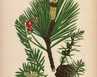 1899, scotch pine, juniper, den, antique botanical chromolithography, Anne Pratt