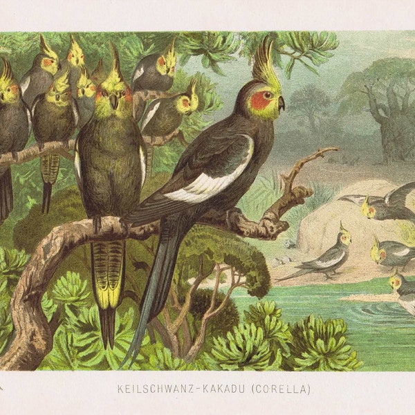 1895, Keilschwanz-Kakadu (Corella),  cockatiel or Quarrion or Weiro, antique  colour chromo-lithograph, Brehms Tierleben 1895