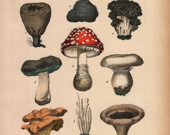 1875, mushrooms, red mushroom,  vliegenzwam, paddenstoel, antique botanical lithography, Rebau's Naturgeschichte