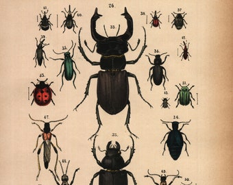 1875, Käfer, Insekt, Hirschkäfer, antike Lithographie, Rebau's Naturgeschichte