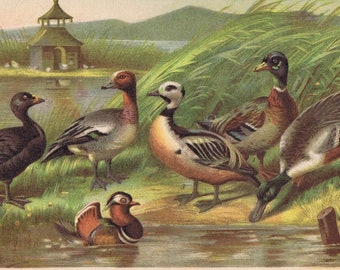 enten, ducks, antique colored lithograph, Brockhaus, 1895