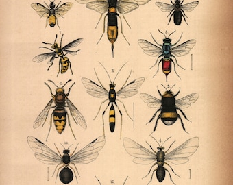 1875, Libelle, Biene, Wespe, Insekt, antike Lithographie, Rebau's Naturgeschichte