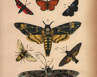 1875, Totenkopf Schmetterling, Schmetterling, Motte, Schmetterlinge, antike Lithographie, Rebau's Naturgeschichte