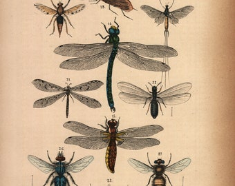 1875, Libelle, Käfer, Biene, Insekt, antike Lithographie, Rebau's Naturgeschichte
