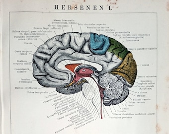 1905, Hersenen I, Gehirne, Anatomie, Antieke Anatomie prent