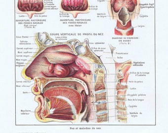 1925, neu, gezicht, lichaam, antike Anatomie präsent, Larousse medizinisch