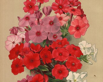 1900,  Phlox, vlambloem,  antique botanical colour chromo lithography