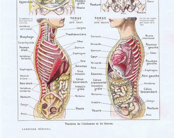 1925, Torso, lichaam, eingeschlossene Antieke Anatomie prent, Larousse medizinisch