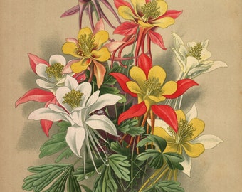 1900, Aquilegia, akelei, antique botanical colour chromo lithography