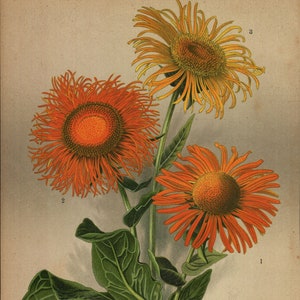 1900,  alant, Inula,, antique botanical flower colour chromo lithography