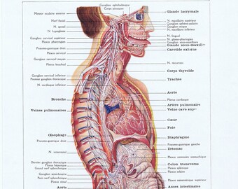 1925, Zenuwen, Brein, Lichaam, Antieke Anatomie Prent, Larousse Medical