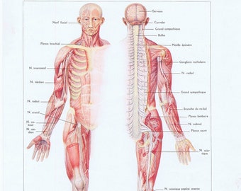 1925, Zenuwen, Lichaam, antike Anatomie, Larousse medizinisch