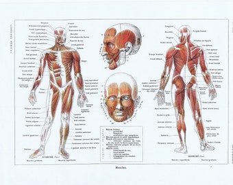 1925, Spieren, Lichaam, Antieke Anatomie Prent, Larousse Medical