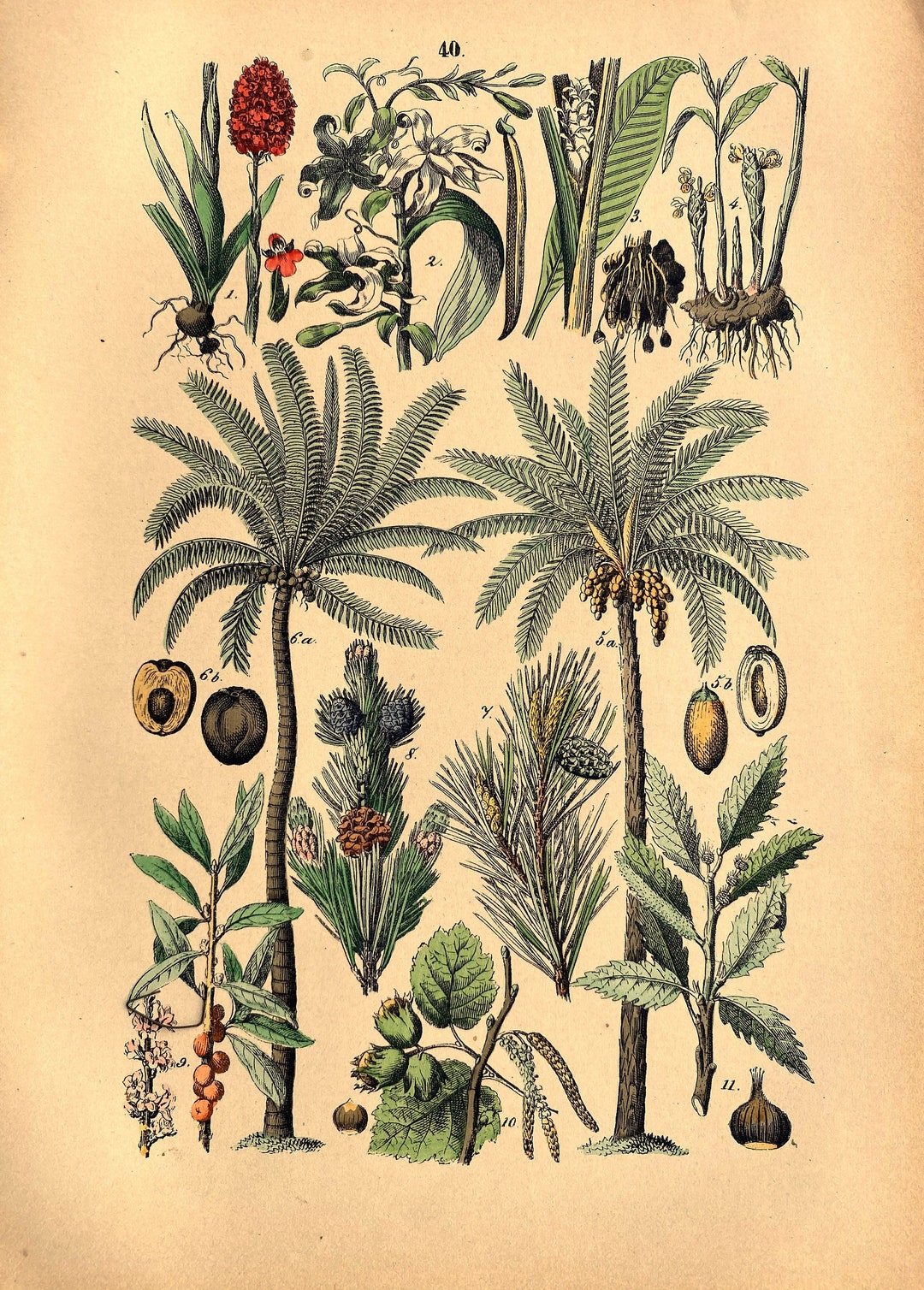 Palm Tree Renaissance 1875, Palm Tree , Palmboom, Antique Botanical Lithography, Rebau's ...