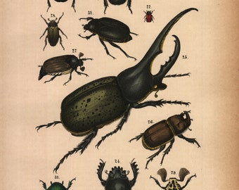 1875, Käfer, Insekt, Hirschkäfer, Nashornkäfer, antike Lithographie, Rebau's Naturgeschichte