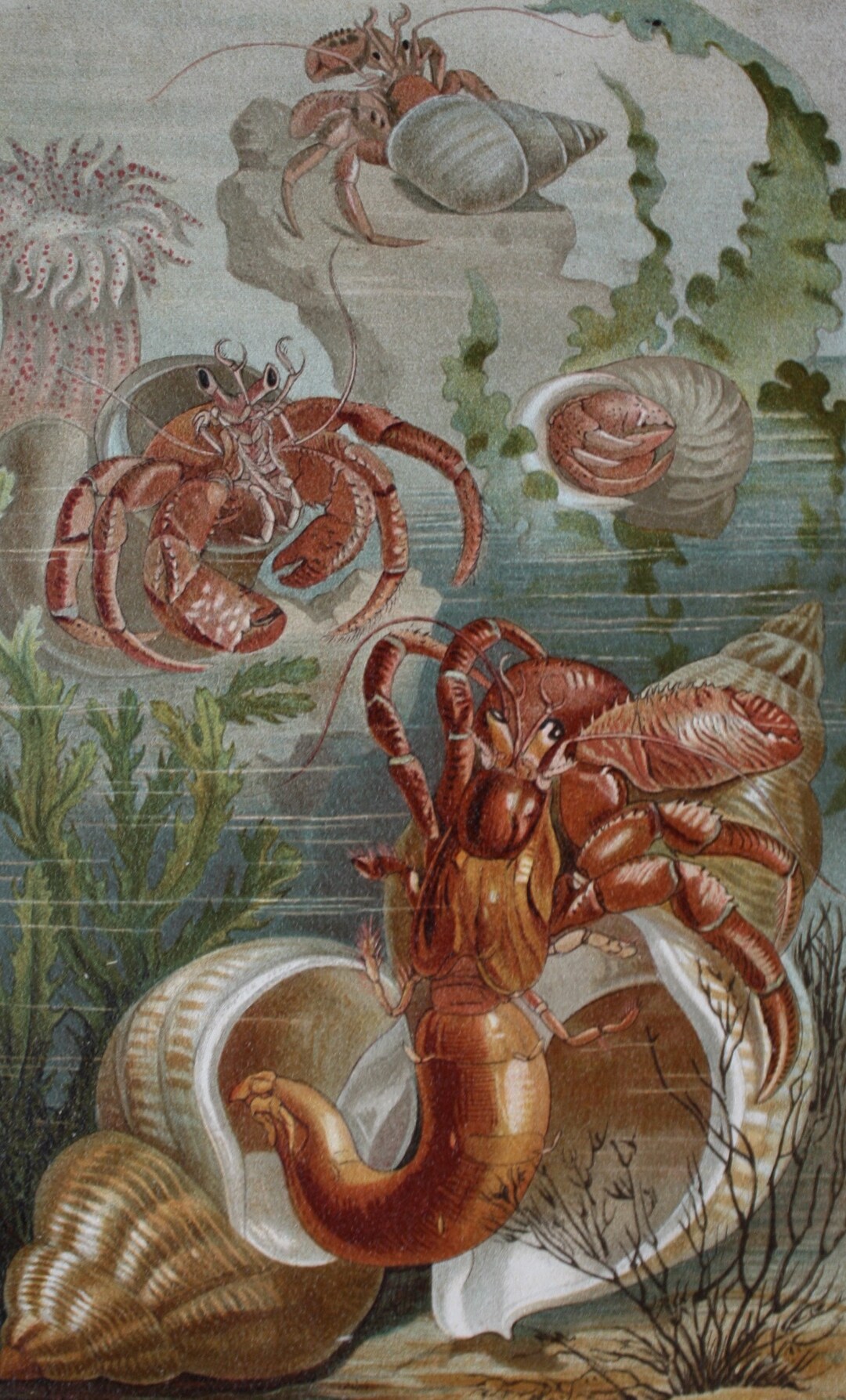 Einsiedlerkrebse Hermit Crabs Lobster Antique Colour Etsy