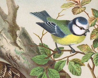 Lesser Spotted Woodpecker, blue tit, pimpelmees, specht, birds, vogels, antique chromolithograph print, Russ, 1887