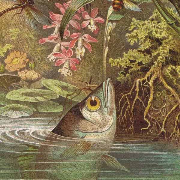 Schützenfisch,  The banded archerfish (Toxotes jaculatrix), schuttesvis, antique  colour chromo-lithograph, Brehms Tierleben 1895