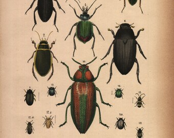 1875, Käfer, Insekt, antike Lithographie, Rebau's Naturgeschichte