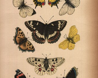 1875, Schmetterling, Motte, Schmetterlinge, antike Lithographie, Rebau's Naturgeschichte