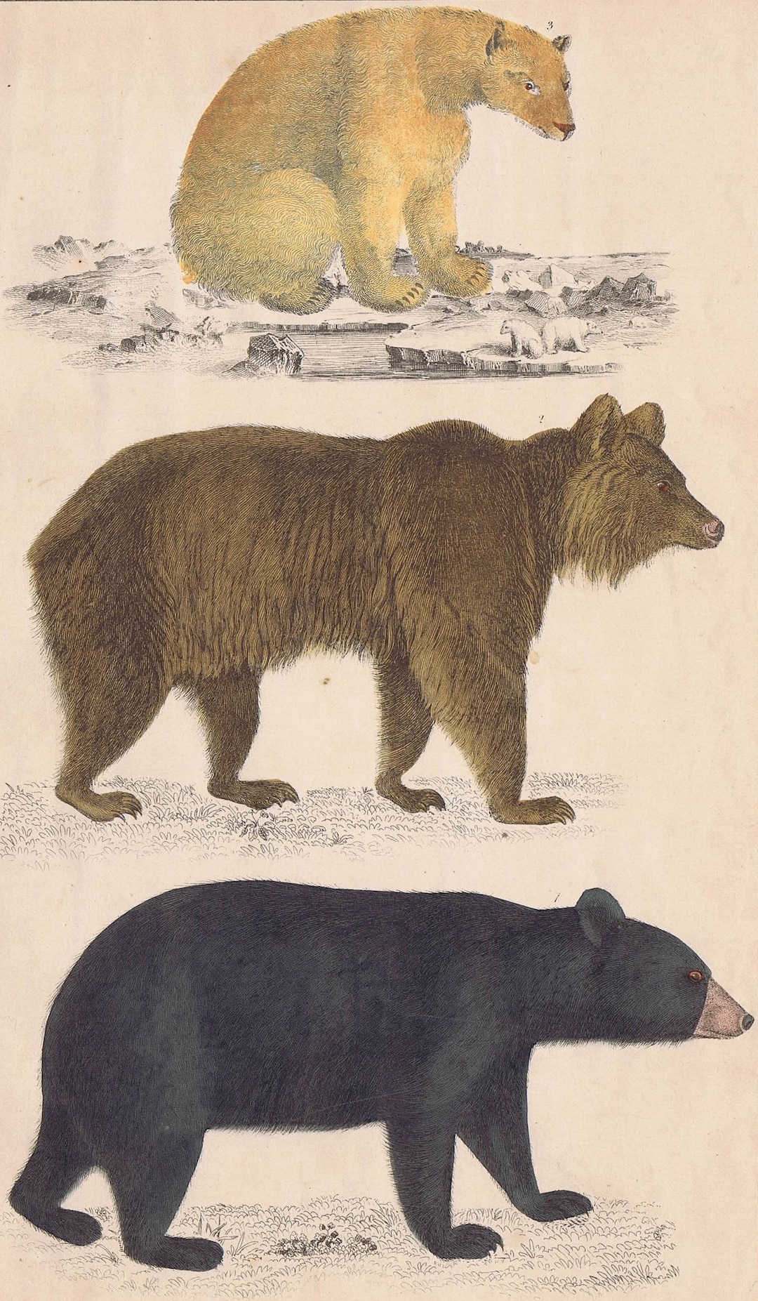 BROWN BEAR POLAR BEAR CROSS visual data 8