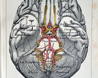 1905, hersenen II, gehirn, anatomie, antieke anatomie prent