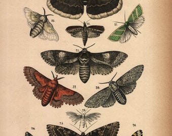 1875, Schmetterling, Motte, Schmetterlinge, antike Lithographie, Rebau's Naturgeschichte