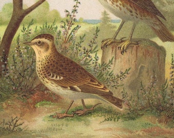 fieldfare (Turdus pilaris), rothdrossel, koperwiek, birds, vogels, antique chromolithograph print, Russ, 1887