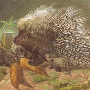 porcupine, stachelschwein, stekelvarken,  antique  colour chromo-lithograph, Brehms Tierleben 1895