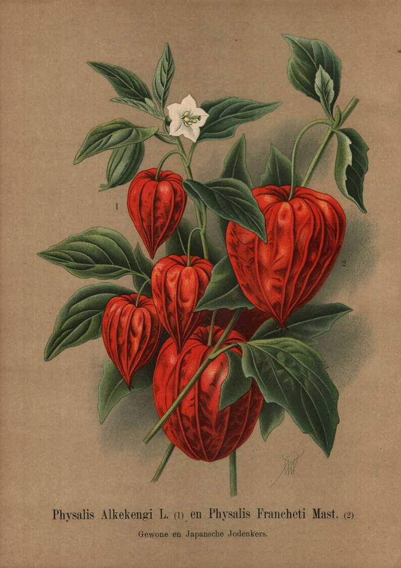 1900,  Lampionplant, physalis alkekengi, botanical color chromo lithography