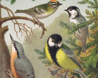 Wood Nuthatch, boomklever, koolmees, great tit, birds, vogels, antique chromolithograph print, Russ, 1887