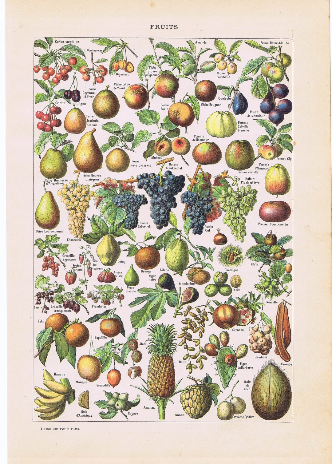 Colorful Print of Different Kind of Fruits, Fruit, Apple, Ananas