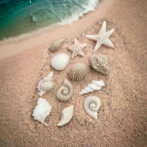 May include: An assortment of seashells and starfish, in different shapes and sizes, scattered on a sandy beach. The shells vary in colour from white to beige, with a few starfish. The ocean is visible in the background.