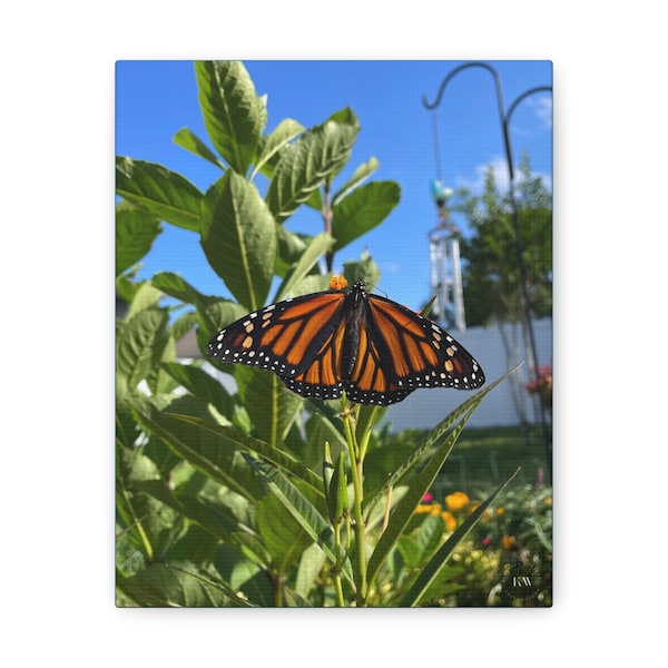 sunny day butterfly