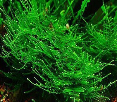 Mousse de java moss Vesicularia dubyana en gobelet de 7cm refuge