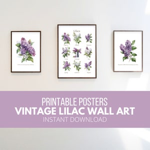 Lilacs Printable Wall Art BUNDLE | Lilac Posters | Summer | Spring | Vintage Lilac Poster Printable | Lilac Pictures