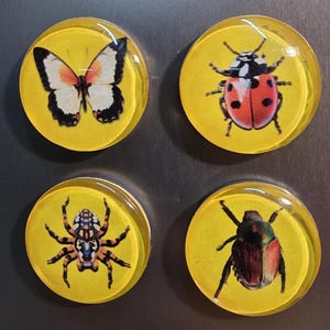 4 Piece Glass 1 inch Magnet Set: Insect/Bug Theme