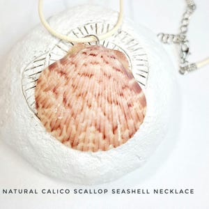 Natural Calico Scallop SEASHELL NECKLACE   adjustable cream cord beachy gift, beach necklace, beach jewelry beach style gift