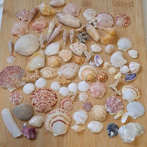 Borsa con conchiglie da spiaggia vere, varietà di oltre 100 conchiglie, conchiglie della Florida, conchiglie artigianali, esposizione di conchiglie, collezione regalo, idea regalo, decorazioni costiere