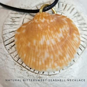 Natural BITTERSWEET SEASHELL NECKLACE   adjustable black cord beachy gift, unisex  beach necklace, beach jewelry beach style gift