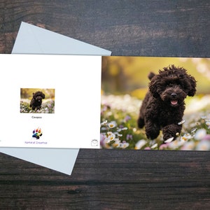 TARJETA DE FELICITACIÓN CAVAPOO, Cavapoo marrón corriendo a través de flores, Tarjeta brillante interior en blanco, Regalo para el dueño de la mascota, Regalo colorido para el amante de los perros