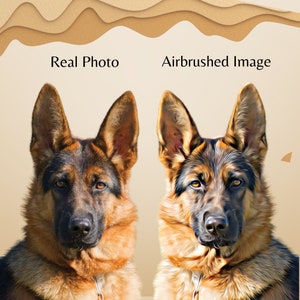 Peut inclure: Comparaison c&ocirc;te &agrave; c&ocirc;te d'une photo r&eacute;elle et d'une image retouch&eacute;e d'un berger allemand. Le chien sur la photo r&eacute;elle a une apparence plus naturelle, tandis que le chien sur l'image retouch&eacute;e a un aspect plus poli et id&eacute;alis&eacute;.
